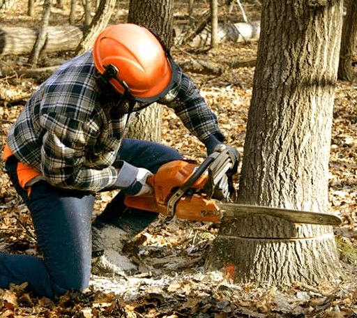 Tree Removal in Montpelier, VA